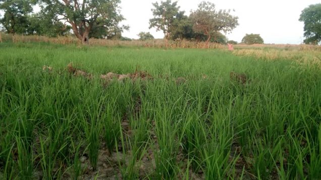 Culture du Riz à Bonkoré