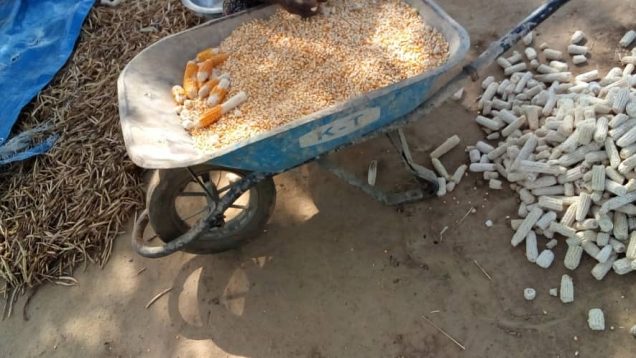 Décorticage du-maïs