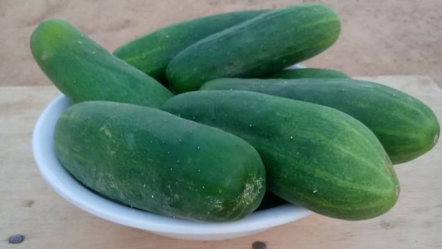 Concombre bio