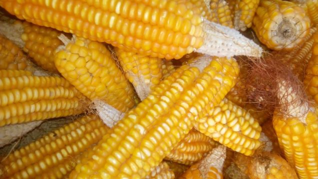 Récolte du Maïs semé à Nassenon