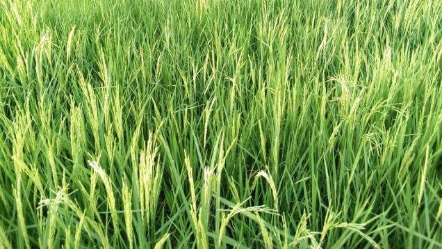 Productions de Riz orylux