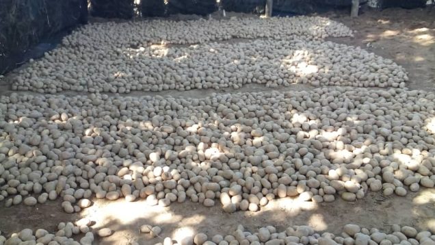 Semences de Pommes de terre en fertilisation à Bonkore