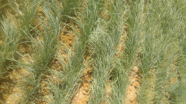 pépinière d&rsquo;oignon prêt pour repiqué