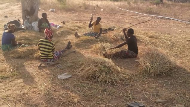 Battage de riz orylux