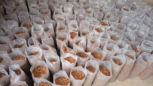 Copeaux conditionnés