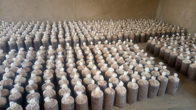 Salle de germination