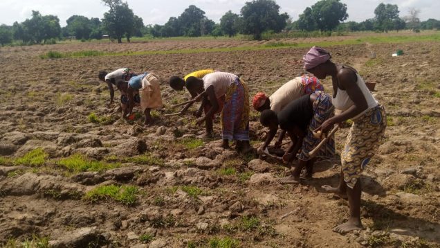 Semis de riz pluviale NERICA 4 à Soukouteon
