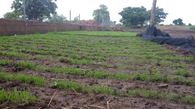 Pépinière de riz à Bonkore
