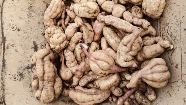 Récolte de la patate douce