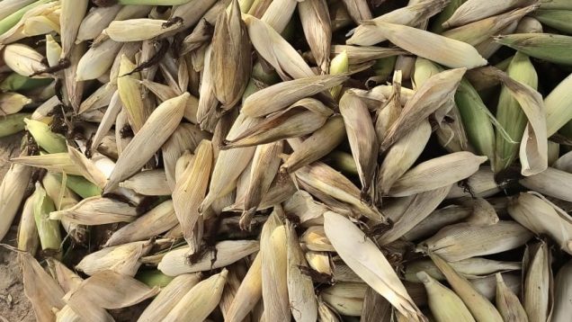 Récolte du maïs Semafort à Badnogo