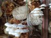 Champignon pleurote 100% bio