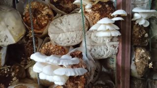 Champignon pleurote 100% bio